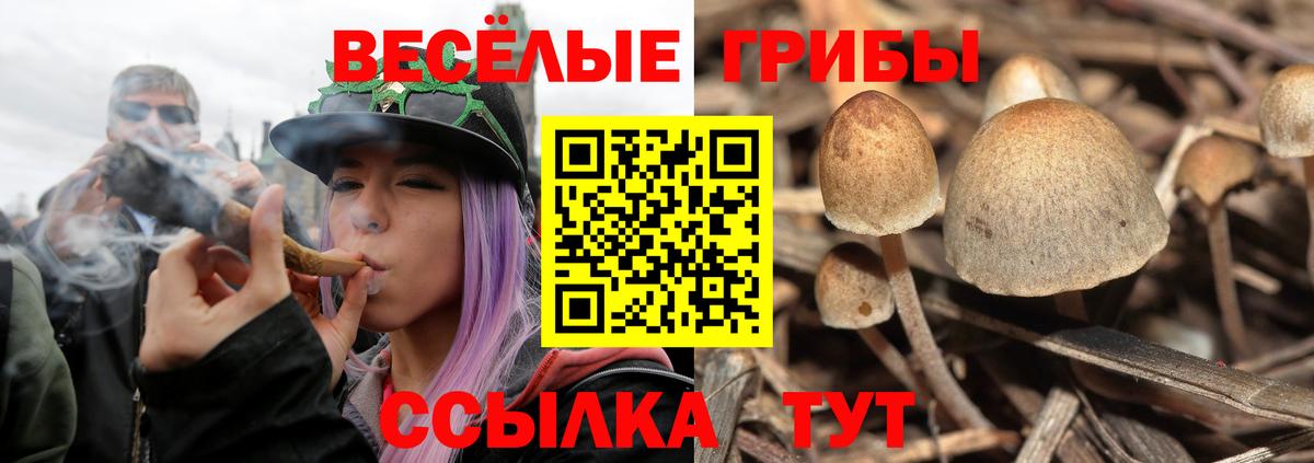 Галлюциногенные грибы Cubensis Саяногорск